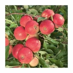 4-5ft 'Elstar' Dessert Apple Tree | MM106 Semi Vigorous Rootstock | Bare Root -Plants outlet store TR1254 add image 3 bc4f