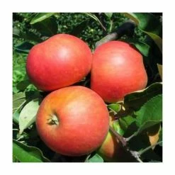 4-5ft 'Elstar' Dessert Apple Tree | MM106 Semi Vigorous Rootstock | Bare Root -Plants outlet store TR1254 add image 4 e6ed