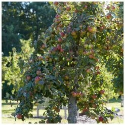 4-5ft 'Elstar' Dessert Apple Tree | MM106 Semi Vigorous Rootstock | Bare Root -Plants outlet store TR1254 add image 5 2762