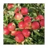 4-5ft 'Elstar' Dessert Apple Tree | MM106 Semi Vigorous Rootstock | Bare Root -Plants outlet store TR1254 main image 32f7