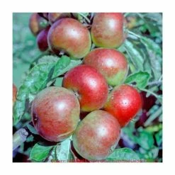 4-5ft 'Pixie' Dessert Apple Tree | MM106 Semi Vigorous Rootstock | Bare Root 6 4-5ft 'Pixie' Dessert Apple Tree | MM106 Semi Vigorous Rootstock | Bare Root -Plants outlet store TR1268 add image 1 9680