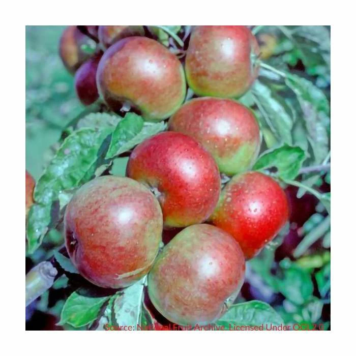 4-5ft 'Pixie' Dessert Apple Tree | MM106 Semi Vigorous Rootstock | Bare Root 4 4-5ft 'Pixie' Dessert Apple Tree | MM106 Semi Vigorous Rootstock | Bare Root - Image 2