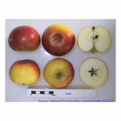 4-5ft 'Pixie' Dessert Apple Tree | MM106 Semi Vigorous Rootstock | Bare Root 7 4-5ft 'Pixie' Dessert Apple Tree | MM106 Semi Vigorous Rootstock | Bare Root -Plants outlet store TR1268 add image 2 4f9e