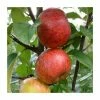 4-5ft 'Pixie' Dessert Apple Tree | MM106 Semi Vigorous Rootstock | Bare Root -Plants outlet store TR1268 main image 83ec