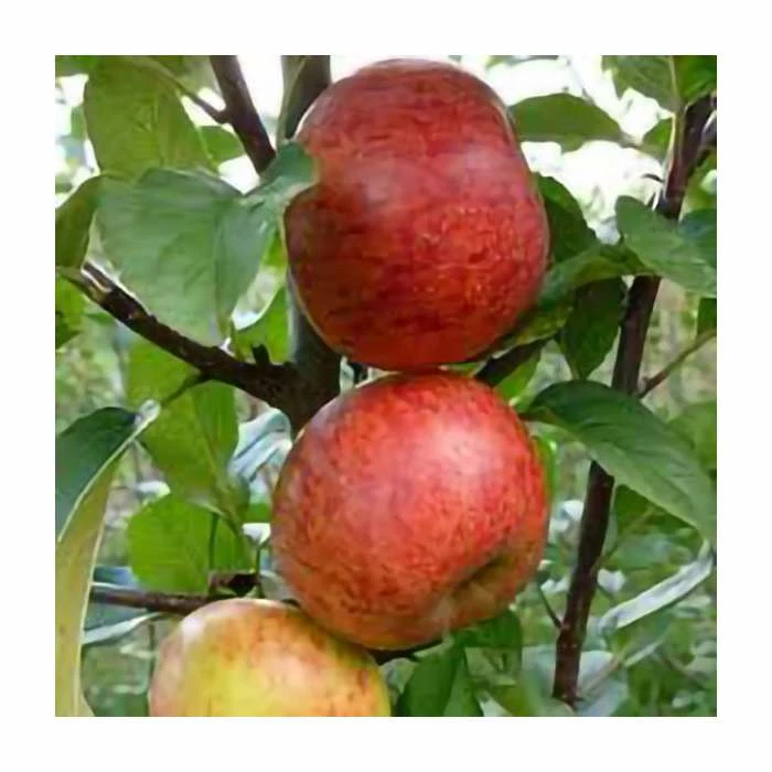 4-5ft 'Pixie' Dessert Apple Tree | MM106 Semi Vigorous Rootstock | Bare Root 3 4-5ft 'Pixie' Dessert Apple Tree | MM106 Semi Vigorous Rootstock | Bare Root