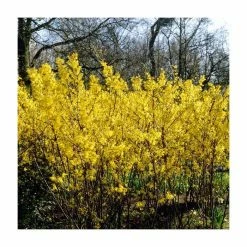 0.6-1.6ft 'Spectabilis' Golden Bells | Bare Root | Forsythia Intermedia