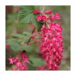 0.6-1.6ft 'King Edward VII' Flowering Currant | Bare Root | Ribes Sanguineum