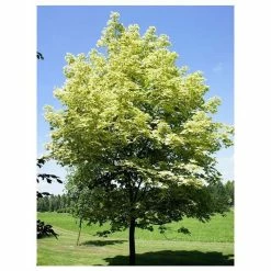 Acer Platanoides 'Drummondii' | Silver Variegated Norway Maple Tree | Bare Root | 120-150cm -Plants outlet store TR1320 add image 1 302d