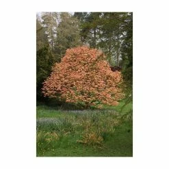 Acer Platanoides 'Drummondii' | Silver Variegated Norway Maple Tree | Bare Root | 120-150cm -Plants outlet store TR1320 add image 2 cc57