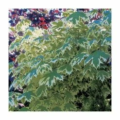 Acer Platanoides 'Drummondii' | Silver Variegated Norway Maple Tree | Bare Root | 120-150cm -Plants outlet store TR1320 add image 3 8537