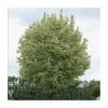 Acer Platanoides 'Drummondii' | Silver Variegated Norway Maple Tree | Bare Root | 120-150cm -Plants outlet store TR1320 main image a758