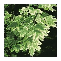 Acer Platanoides 'Drummondii' | Silver Variegated Norway Maple Tree | Bare Root | 120-150cm -Plants outlet store TR1320 rollover image 32ff