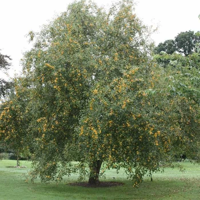 Malus × Zumi 'Golden Hornet' | Crab Apple Tree | Bare Root | 110-140cm 4 Malus × Zumi 'Golden Hornet' | Crab Apple Tree | Bare Root | 110-140cm - Image 2