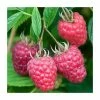20-30cm 5 X Raspberry Joan J | Bare Root -Plants outlet store TR1347 main image 2f69