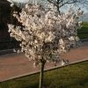 Prunus The Bride | 11.5 Lt Pot -Plants outlet store TR30000190 046c