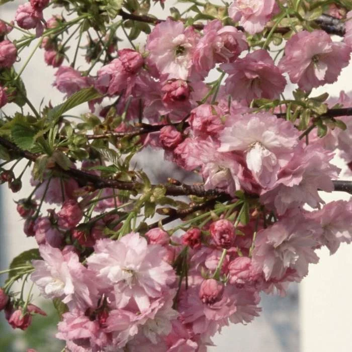 Prunus Little Pink Perfection | 11.5 Lt Pot 3 Prunus Little Pink Perfection | 11.5 Lt Pot