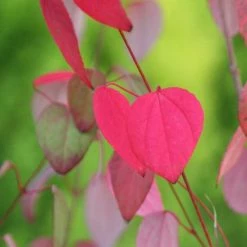 Cercidiphyllum Japonicum | 7 Lt Pot