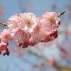 Prunus Accolade | Bare Root 2 Prunus Accolade | Bare Root -Plants outlet store TR30000433 afaf