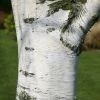 Betula Pendula | Bare Root -Plants outlet store TR30000440 01ef
