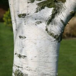 Betula Pendula | Bare Root