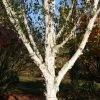 Betula Utilis Subsp. Jacquemontii Doorenbos | Bare Root -Plants outlet store TR30000461 9ca6