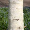 Betula Utilis Var. Jacquemontii | Bare Root -Plants outlet store TR30000462 8428