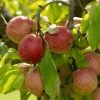 Apple Red Falstaff (PBR) | Mm106 Bare Root -Plants outlet store TR30000516 f631