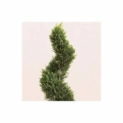 Cupressocyparis Leylandii 'Gold Rider' -Plants outlet store TR8756235L add image 1 f258