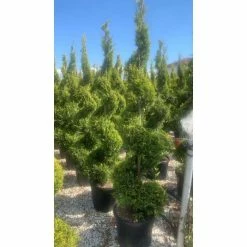 Cupressocyparis Leylandii 'Gold Rider'