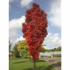 Sorbus Aucuparia 'Autumn Spire' Tree | Upright Rowan Tree | 9L Pot | 120-150cm