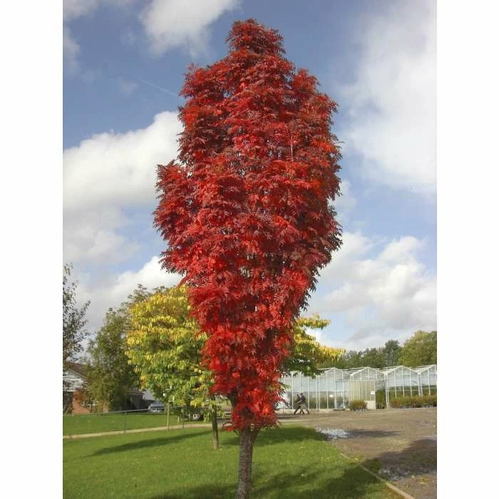 Sorbus Aucuparia 'Autumn Spire' Tree | Upright Rowan Tree | 9L Pot | 120-150cm 3 Sorbus Aucuparia 'Autumn Spire' Tree | Upright Rowan Tree | 9L Pot | 120-150cm