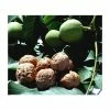 4-5ft Juglans Regia | Common Walnut Seedling | 9L Pot -Plants outlet store TR87618 main image d1a2