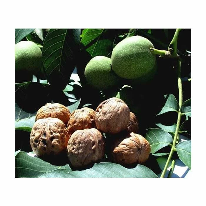 4-5ft Juglans Regia | Common Walnut Seedling | 9L Pot 3 4-5ft Juglans Regia | Common Walnut Seedling | 9L Pot