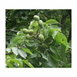4-5ft Juglans Regia | Common Walnut Seedling | 9L Pot 5 4-5ft Juglans Regia | Common Walnut Seedling | 9L Pot -Plants outlet store TR87618 rollover image c276