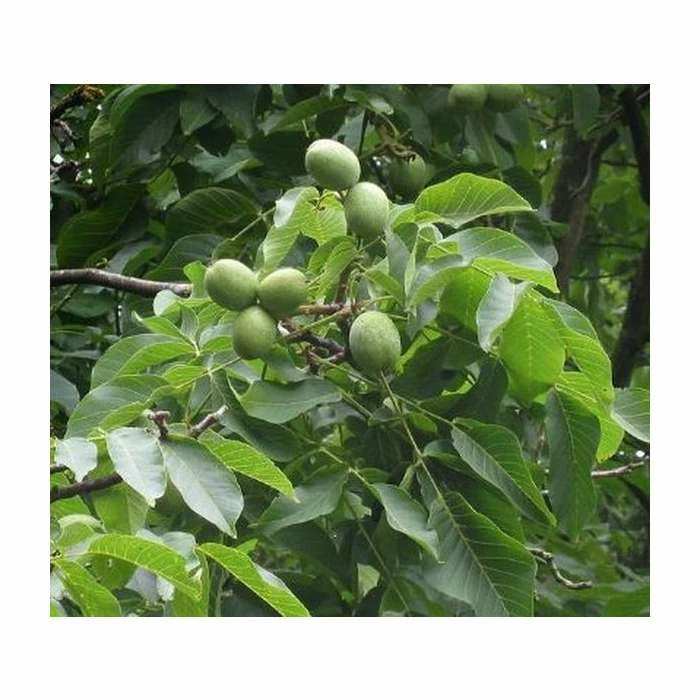4-5ft Juglans Regia | Common Walnut Seedling | 9L Pot 4 4-5ft Juglans Regia | Common Walnut Seedling | 9L Pot - Image 2
