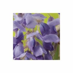 5ft Wisteria Sinensis | 9L Pot -Plants outlet store TR9900 add image 1 9cb4