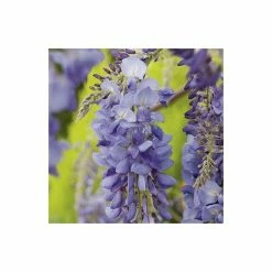 5ft Wisteria Sinensis | 9L Pot -Plants outlet store TR9900 add image 2 9e11