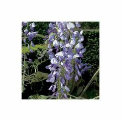 5ft Wisteria Sinensis | 9L Pot -Plants outlet store TR9900 add image 3 966b