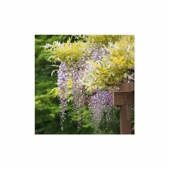5ft Wisteria Sinensis | 9L Pot -Plants outlet store TR9900 add image 4 51b7