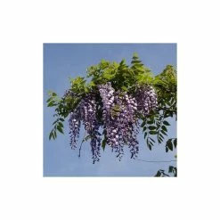 5ft Wisteria Sinensis | 9L Pot -Plants outlet store TR9900 add image 5 8521