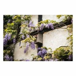 5ft Wisteria Sinensis | 9L Pot -Plants outlet store TR9900 add image 6 7d18