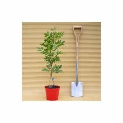 5ft Wisteria Sinensis | 9L Pot -Plants outlet store TR9900 add image 7 6784