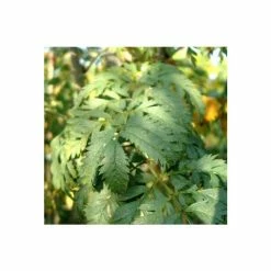 Sorbus Aucuparia 'Aspleniifolia' | Rowan Tree | 36L Pot | 240-280cm Full Standard -Plants outlet store TR9923 add image 1 b2be