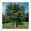 Sorbus Aucuparia 'Aspleniifolia' | Rowan Tree | 36L Pot | 240-280cm Full Standard -Plants outlet store TR9923 main image b79b