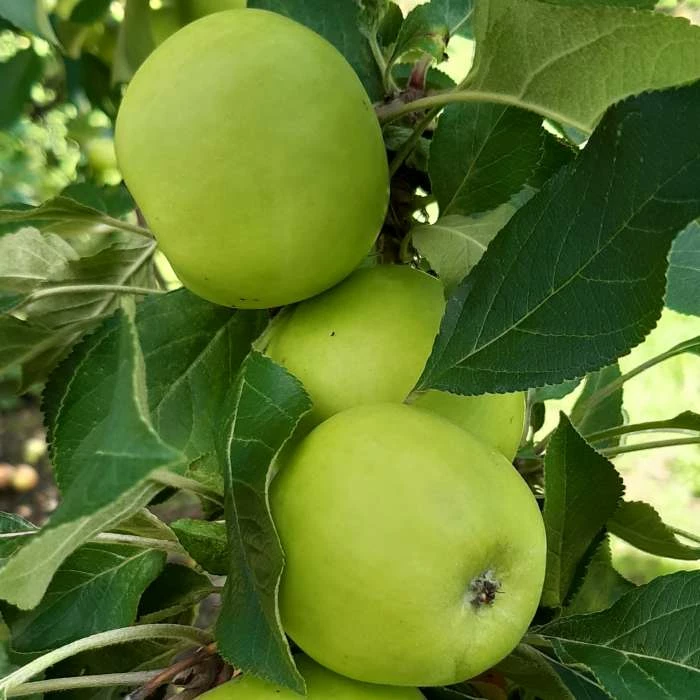 Cider Apple 'Debbie' | Bare Root 3 Cider Apple 'Debbie' | Bare Root