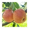 Cider Apple 'Major' | Bare Root -Plants outlet store TR9931 main image ce23