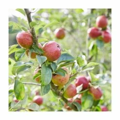 Cider Apple 'Tremlett's Bitter' | Bare Root -Plants outlet store TR9935 add image 1 15f9