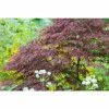 Acer Palmatum 'Tamukeyama' | Japanese Maple Tree | 15L Pot -Plants outlet store TR99496 main a345