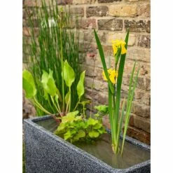 W80cm 'Pond In A Pot' Trough Black Fibreglass Planter Outdoor Use -Plants outlet store WF9903 add image 1 4637
