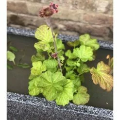 W80cm 'Pond In A Pot' Trough Black Fibreglass Planter Outdoor Use -Plants outlet store WF9903 add image 3 5845